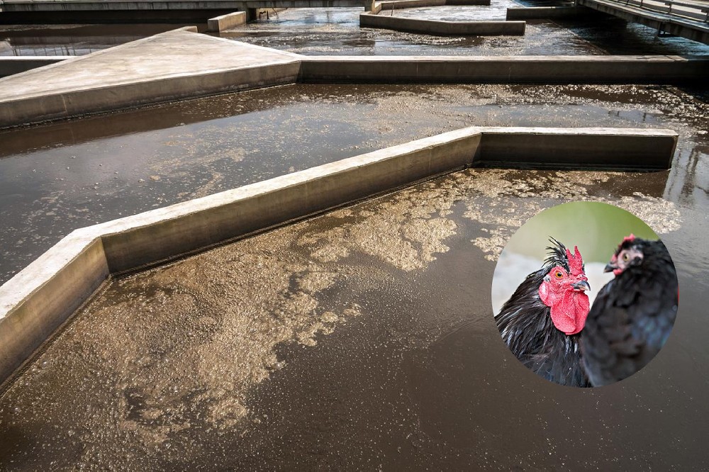 屠宰废水处理方案｜稳定达标，运维更简便